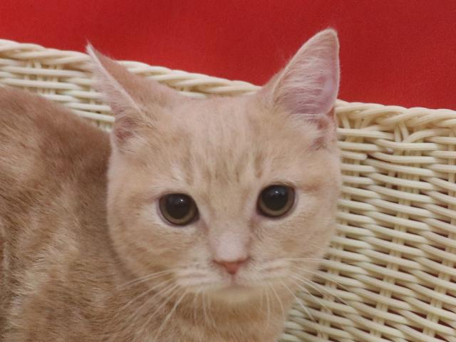 スコティッシュフォールド