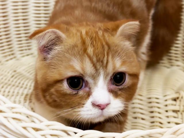 スコティッシュフォールド