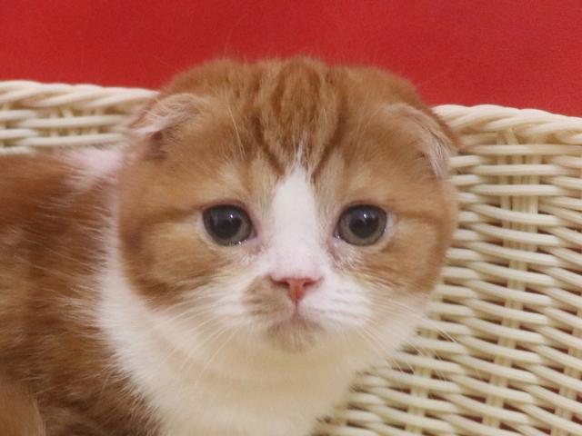 スコティッシュフォールド