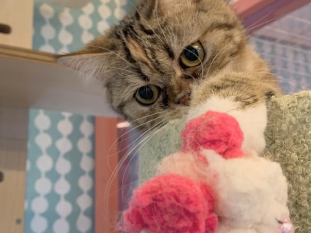 ミヌエット(旧ナポレオン)