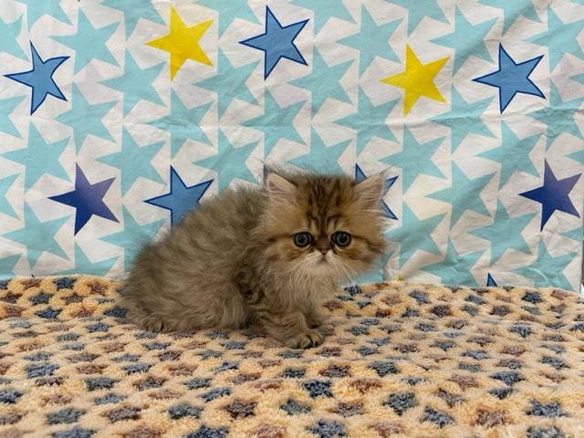 ペルシャ・ヒマラヤン