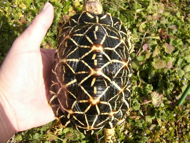 インドホシガメ　３