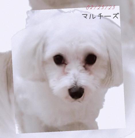 マルチーズ