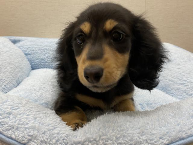 ミニチュアダックスフンド