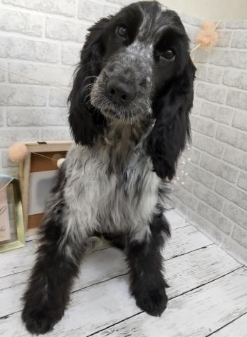 イングリッシュコッカースパニエル