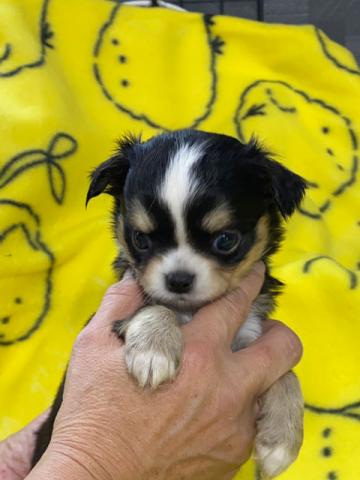 チワワ（ロングコート）