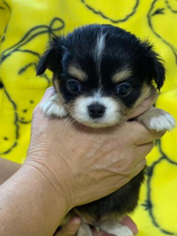 チワワ（ロングコート）