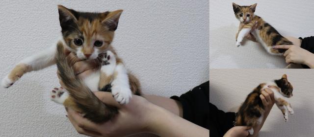 マンチカン長足