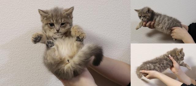 マンチカン中足