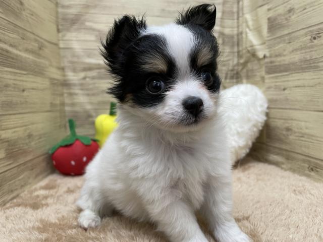 チワワ（ロングコート）