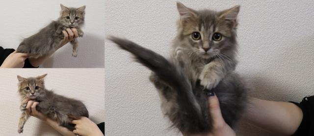 スコティッシュフォールド