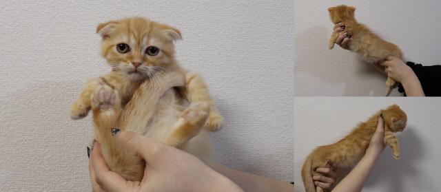 マンチカン短足