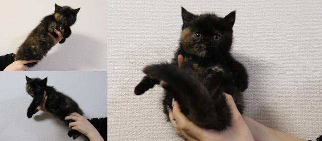 スコティッシュフォールド