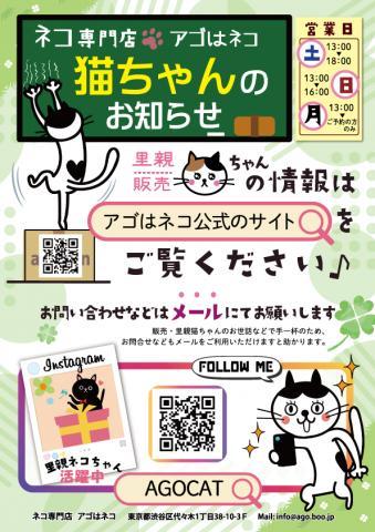メインクーン里親譲渡の子・アゴはネコ代々木