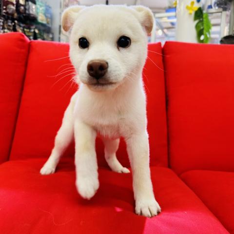 柴犬