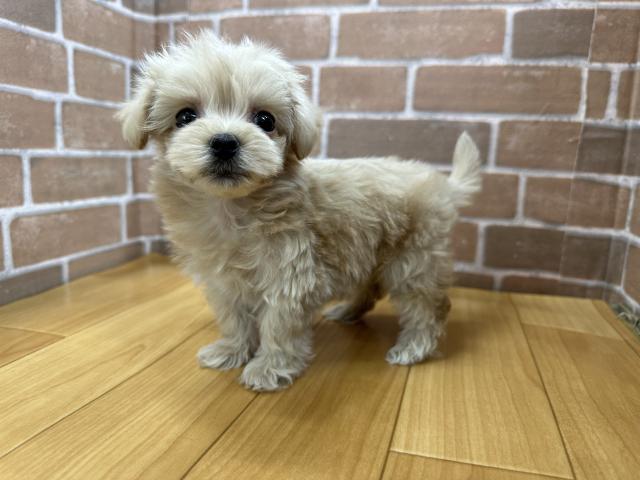 MIX（雑種）