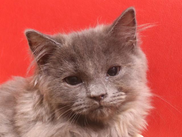 スコティッシュフォールド