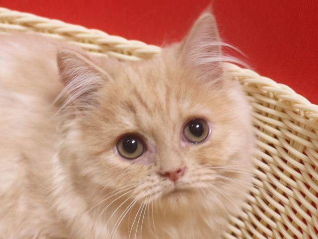 スコティッシュフォールド