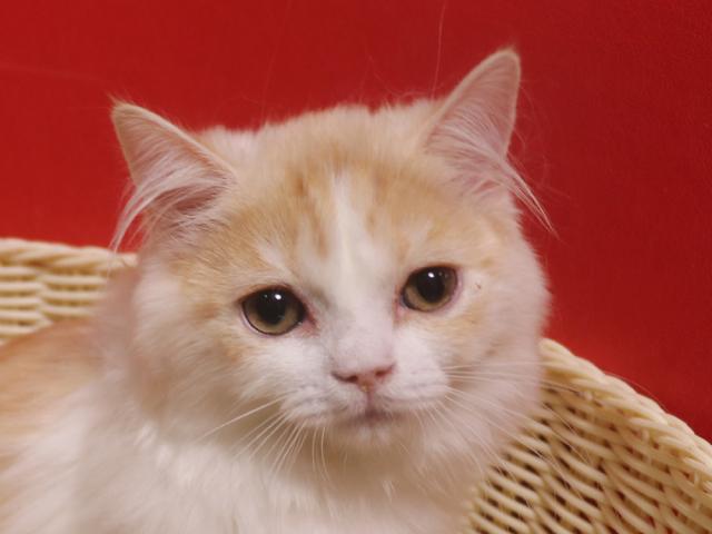 スコティッシュフォールド