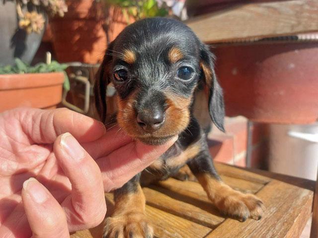 ミニチュアダックスフンド