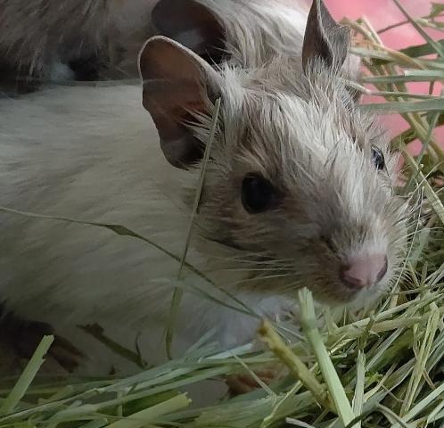 デグー