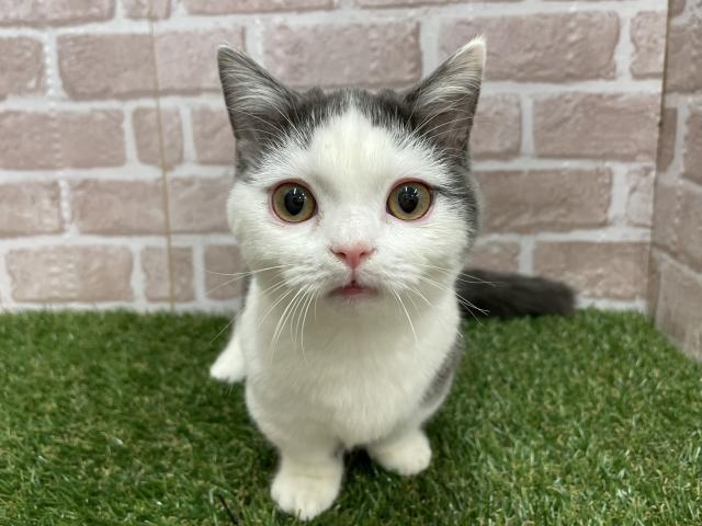 マンチカン