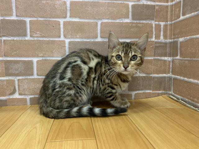 ベンガル