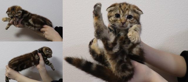 スコティッシュフォールド