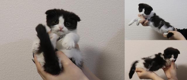 スコティッシュフォールド