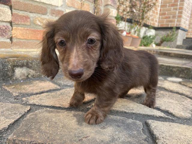 ミニチュアダックスフンド