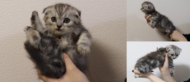 スコティッシュフォールド