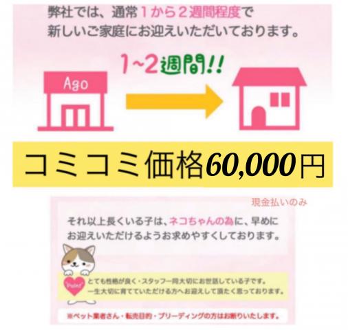 アゴはネコJR代々木駅徒歩１分　全て　こみこみ価格