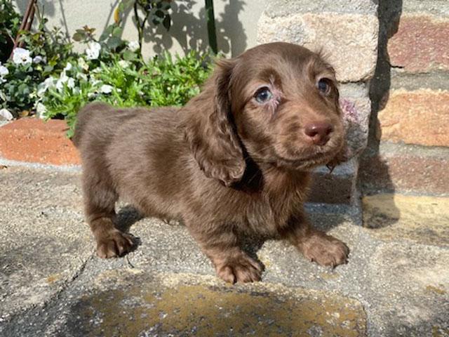 ミニチュアダックスフンド