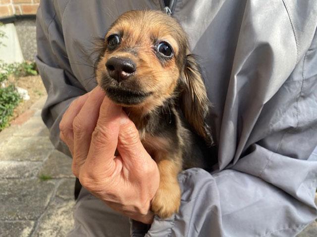 ミニチュアダックスフンド