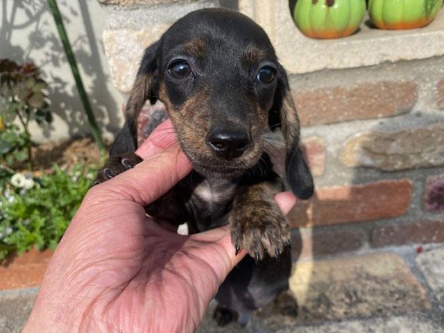 ミニチュアダックスフンド