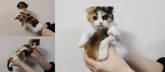 スコティッシュフォールド