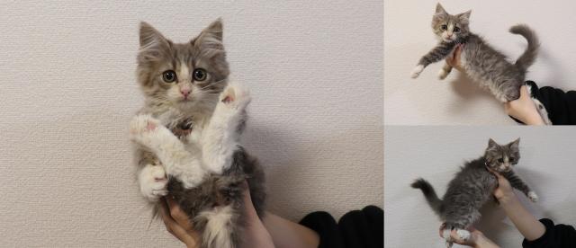 スコティッシュフォールド