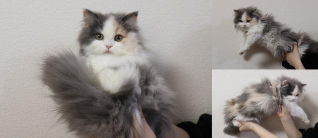 ミヌエット（旧ナポレオン）短足