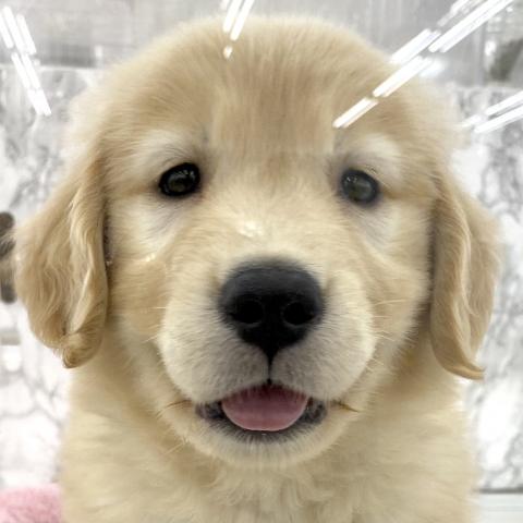 ゴールデンレトリーバー