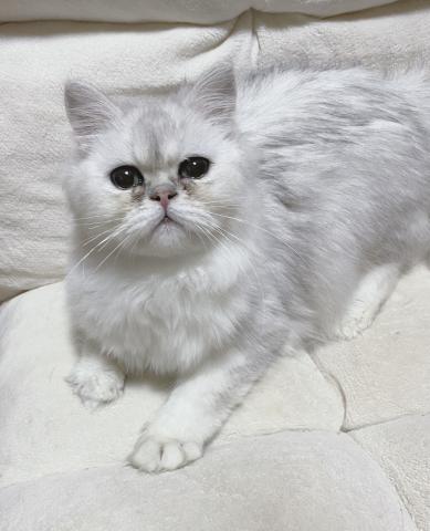 ペルシャ・ヒマラヤン