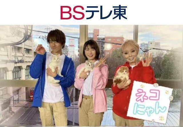 スコティッシュフォールド💕研ナオコさんと共演猫ちゃん💕耳折れスコティッシュフォールド