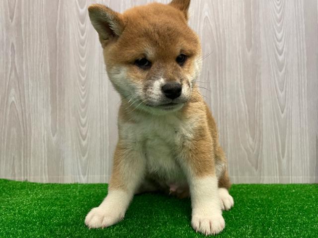柴犬豆柴犬