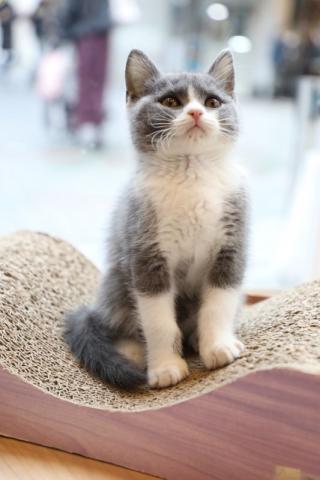 ブリティッシュショートヘア