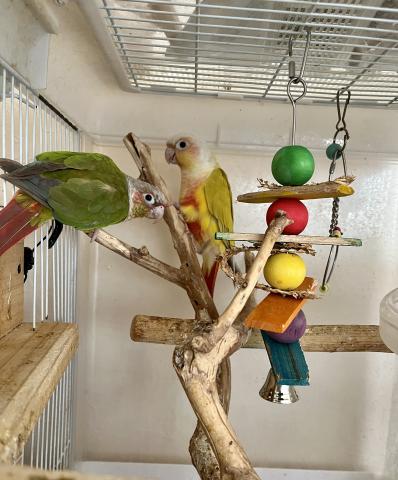 即戦力！繁殖経験あり！ウロコインコペア