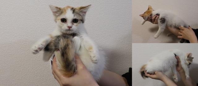 スコティッシュフォールド