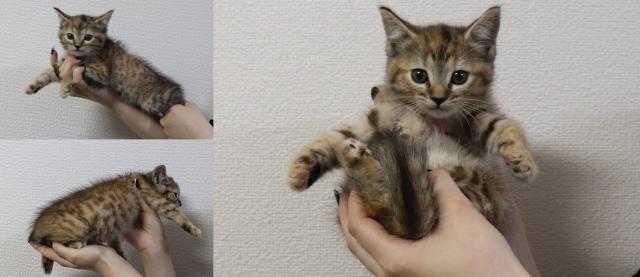 ジェネッタ
