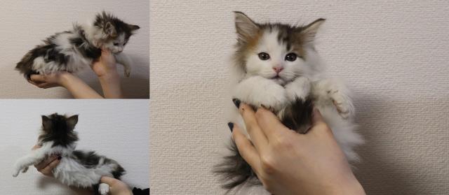 ノルウェージャンフォレストキャット