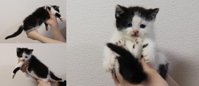 スコティッシュフォールド