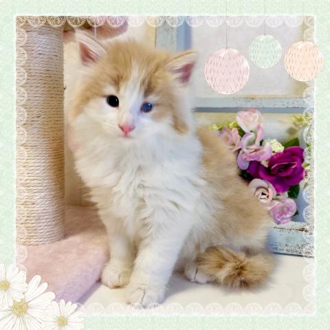 ノルウェージャンフォレストキャット