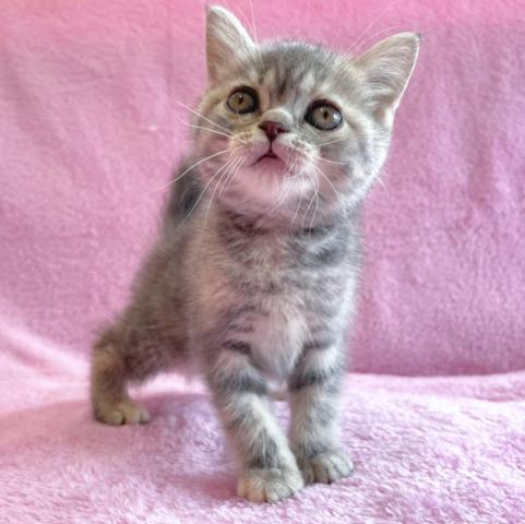 ブリティッシュショートヘアちゃん💕　家族募集中😻✨